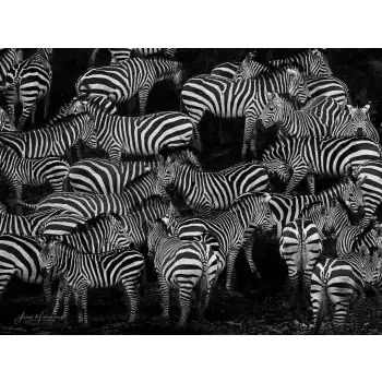 JENOS MUHAMMED - Art Work 02