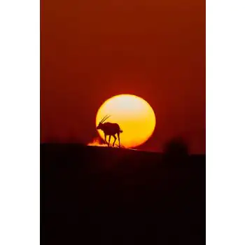 ZUBAIR IRSHAD - Art Work 01